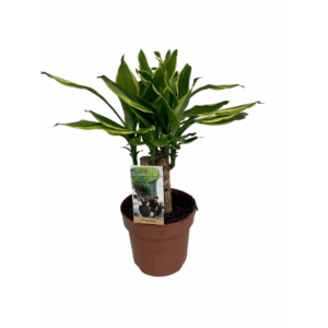 Dracaena Golden Coast carroussel.
