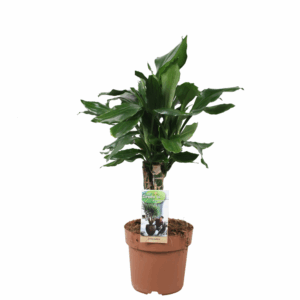 Dracaena Steudneri carroussel.