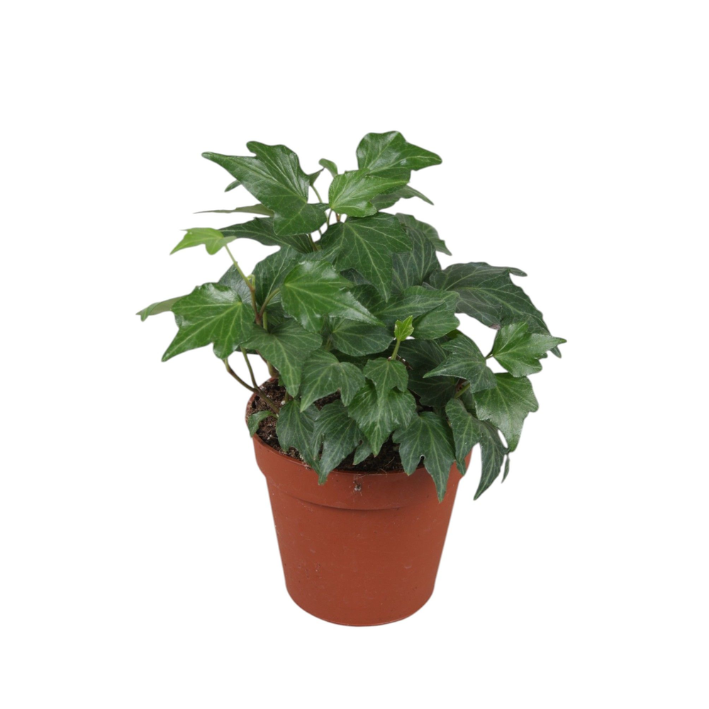 Hedera helix Green Ripple.