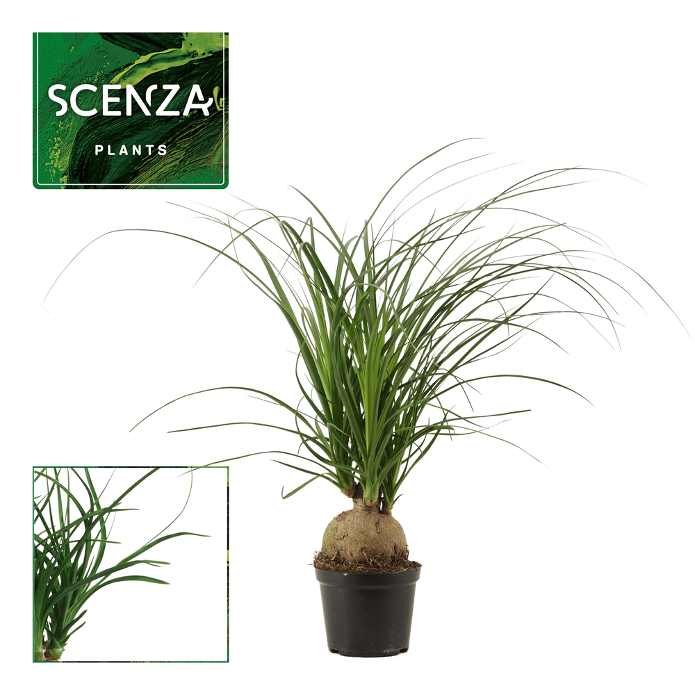 Beaucarnea bol 12 cm.