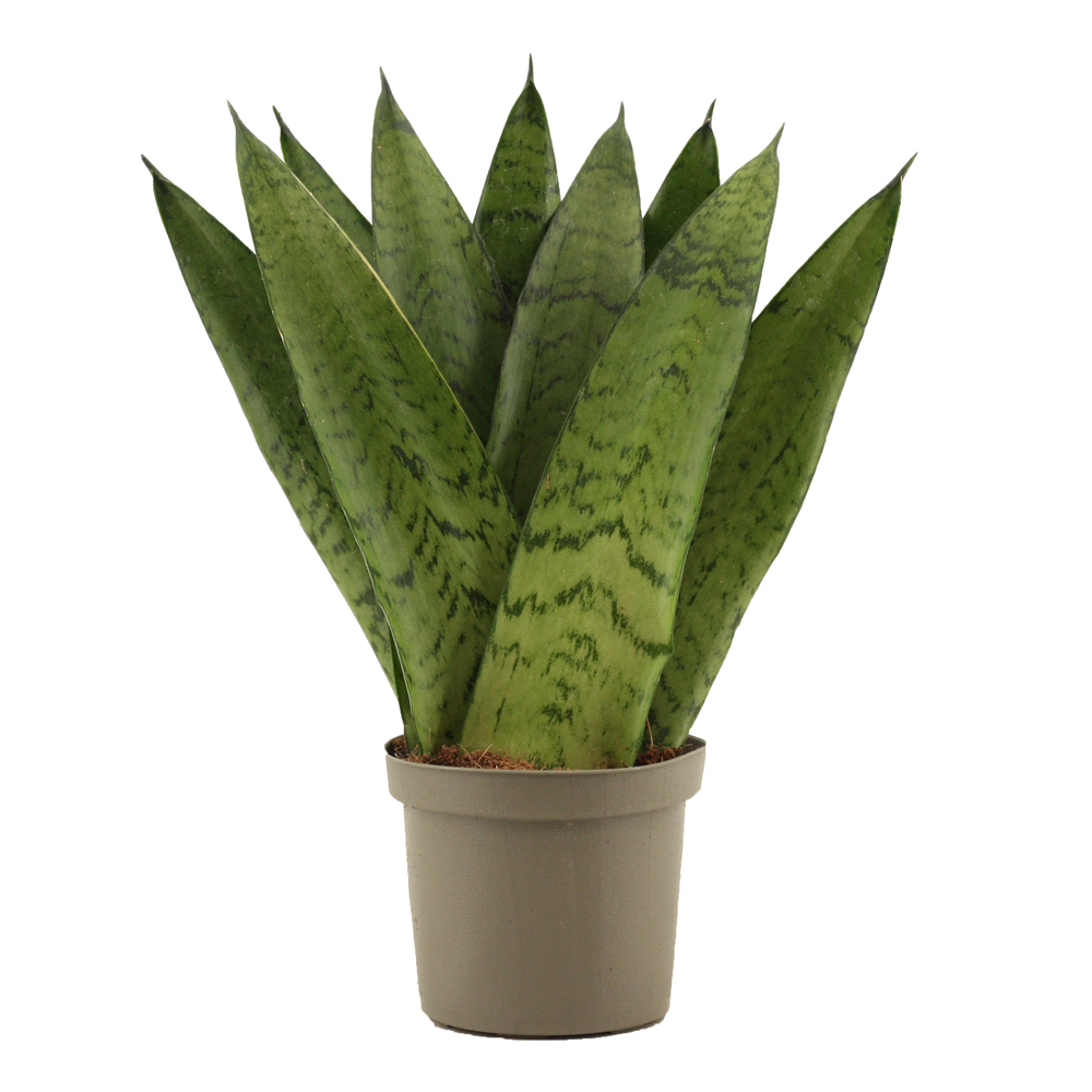 Sansevieria Zeylanica Fan 9 cm.