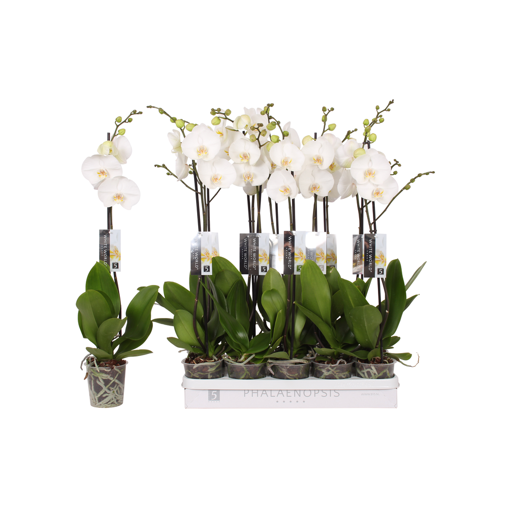 Phalaenopsis White World, 1-spike 9+.