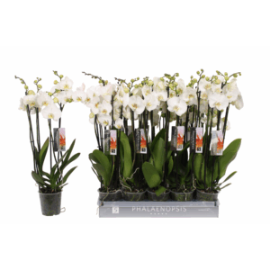 Phalaenopsis color white, 4-spike 25+.