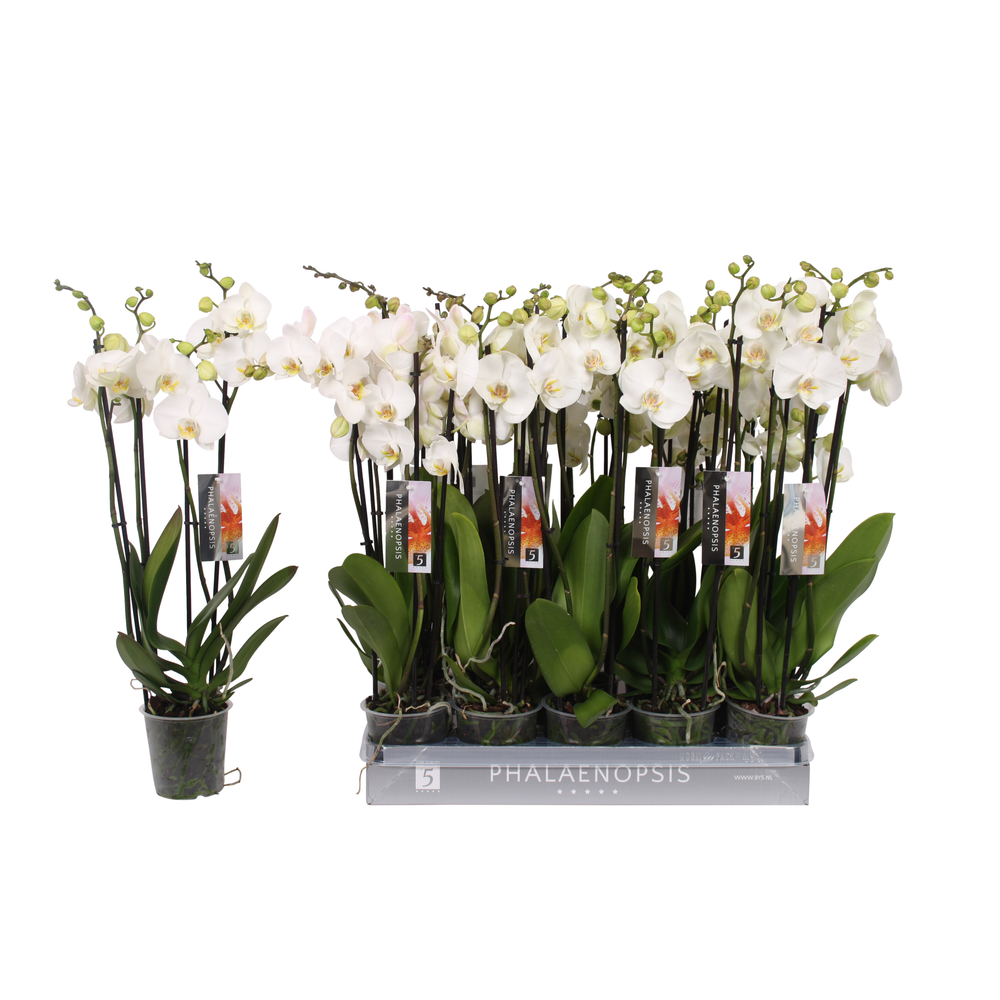 Phalaenopsis color white, 4-spike 25+.