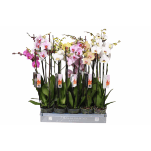 Phalaenopsis Italian mix, 2-spike 18+.
