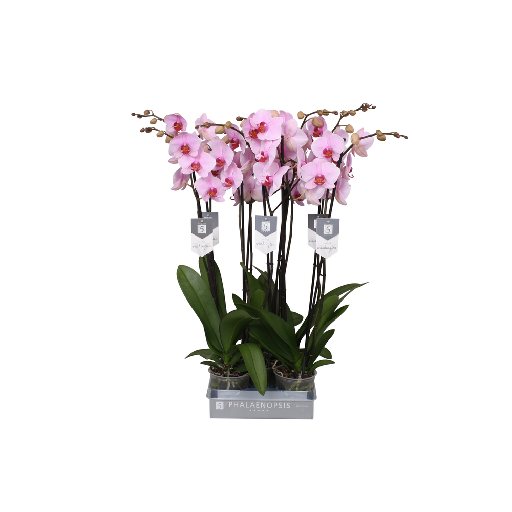Phalaenopsis Washington, 2-spike 18+.