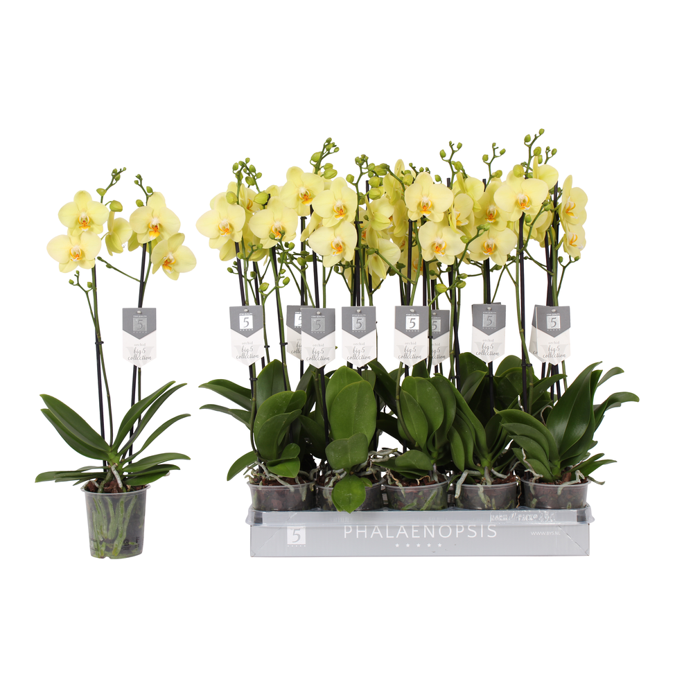 Phalaenopsis Alassio, 2-spike 18+.