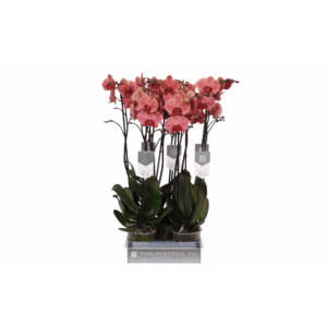 Phalaenopsis Narbonne, 2-spike 18+.