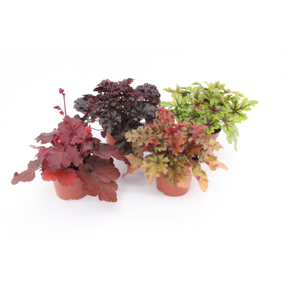Heuchera Mix Layer.