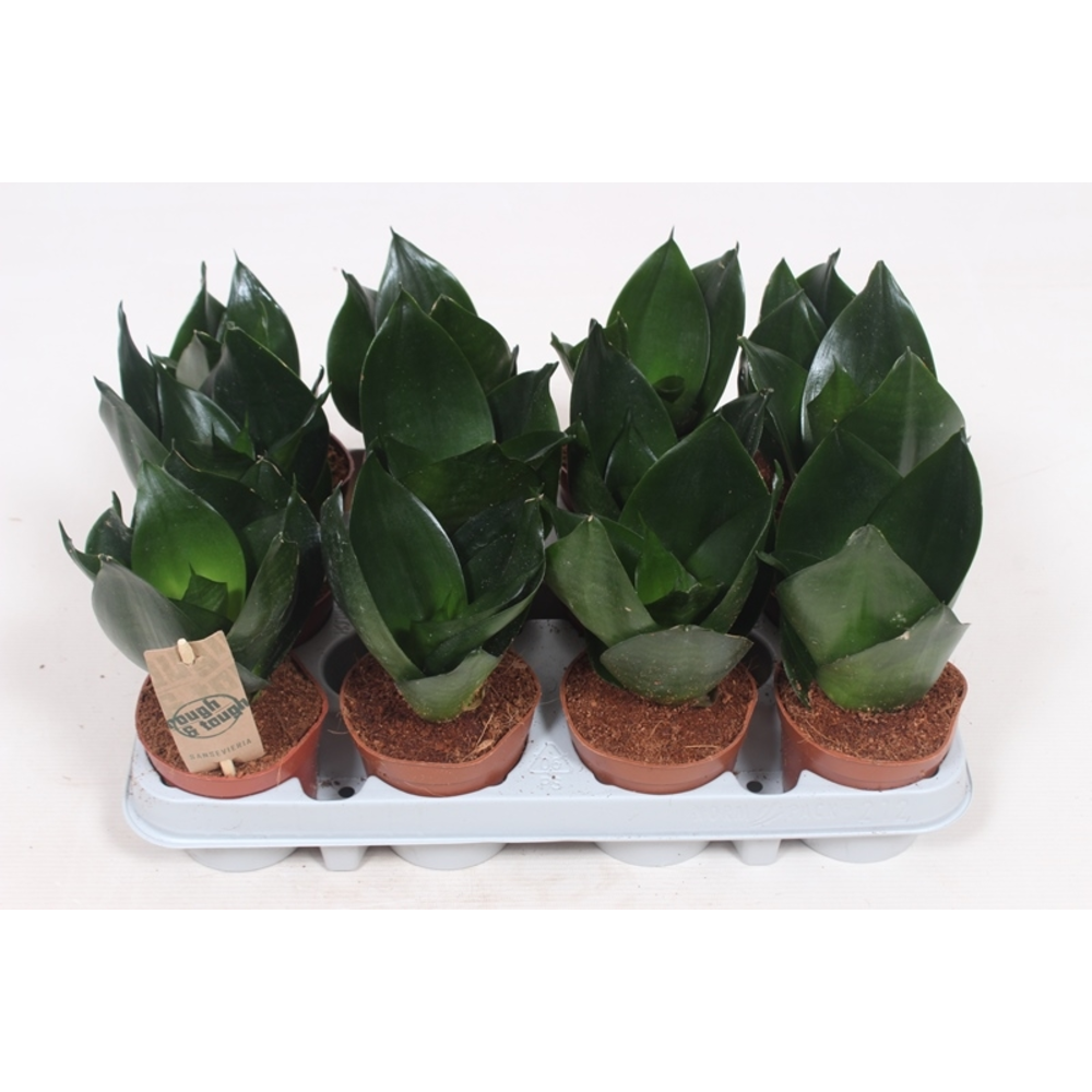 Sansevieria Hahnii Black.