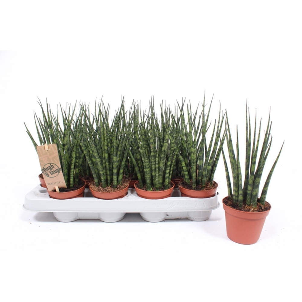 Sansevieria 'Fernwood' Mikado.
