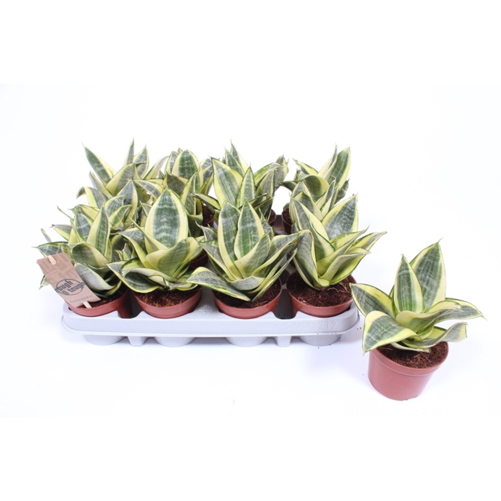 Sansevieria Golden Hahnii.