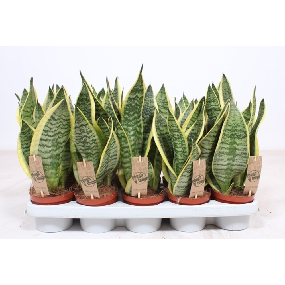 Sansevieria Superba.