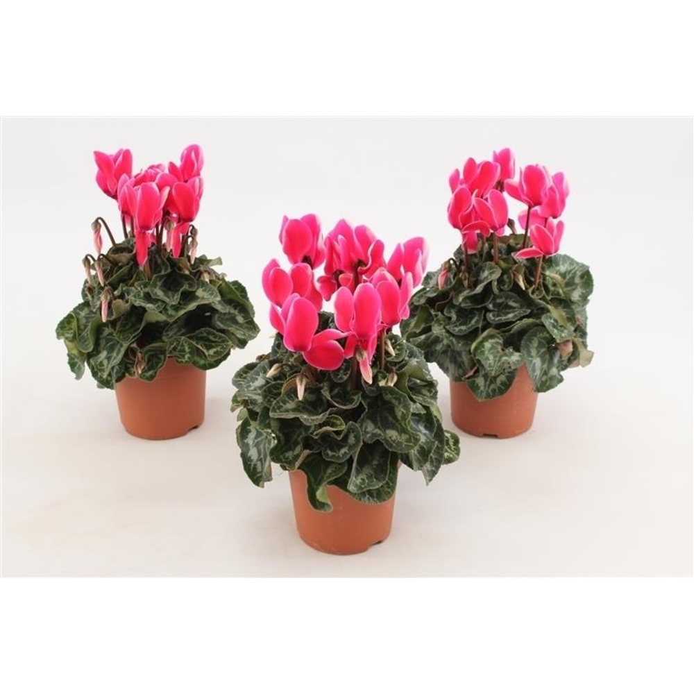 Cyclaam Fuji Neon Pink.
