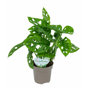 MONSTERA OBLIQUA.