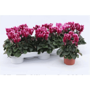 Cyclaam Snowridge Purple.
