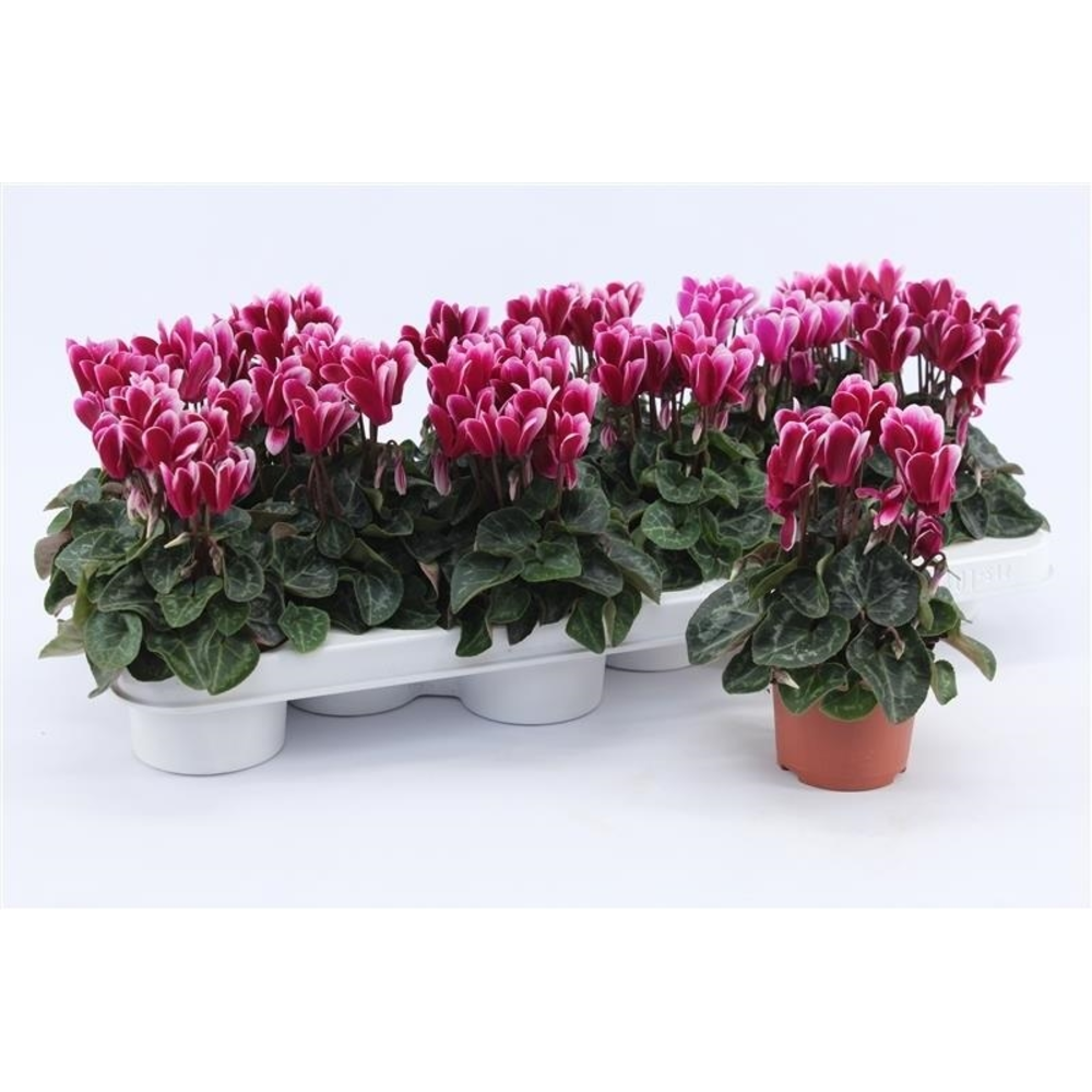 Cyclaam Snowridge Purple.