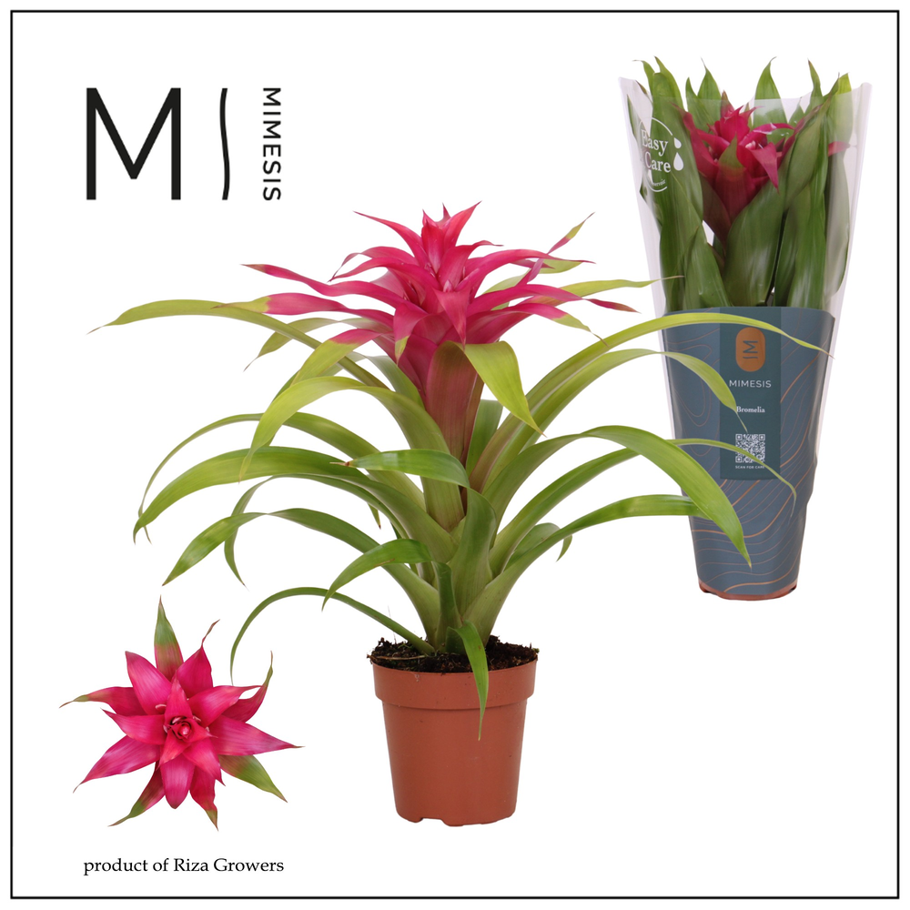 Mimesis Guzmania Deseo Pink - 12 cm.
