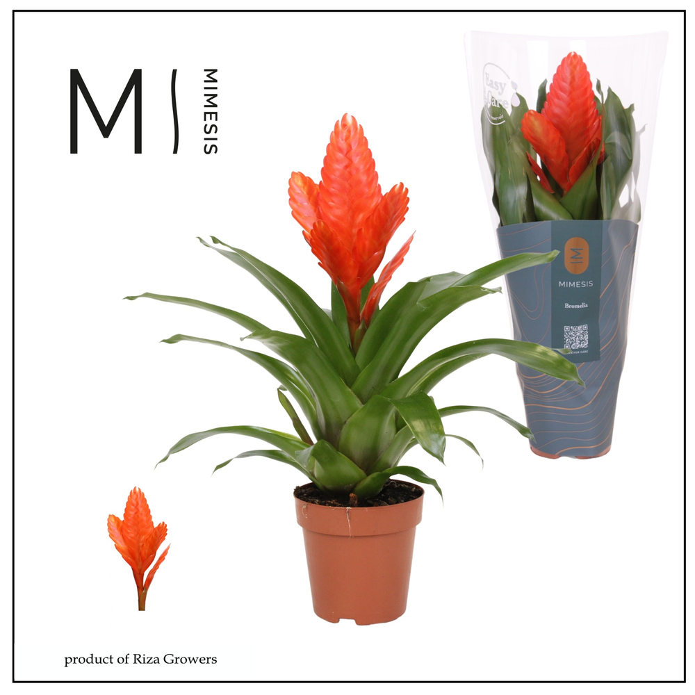 Mimesis Vriesea Intenso Orange - 12 cm.