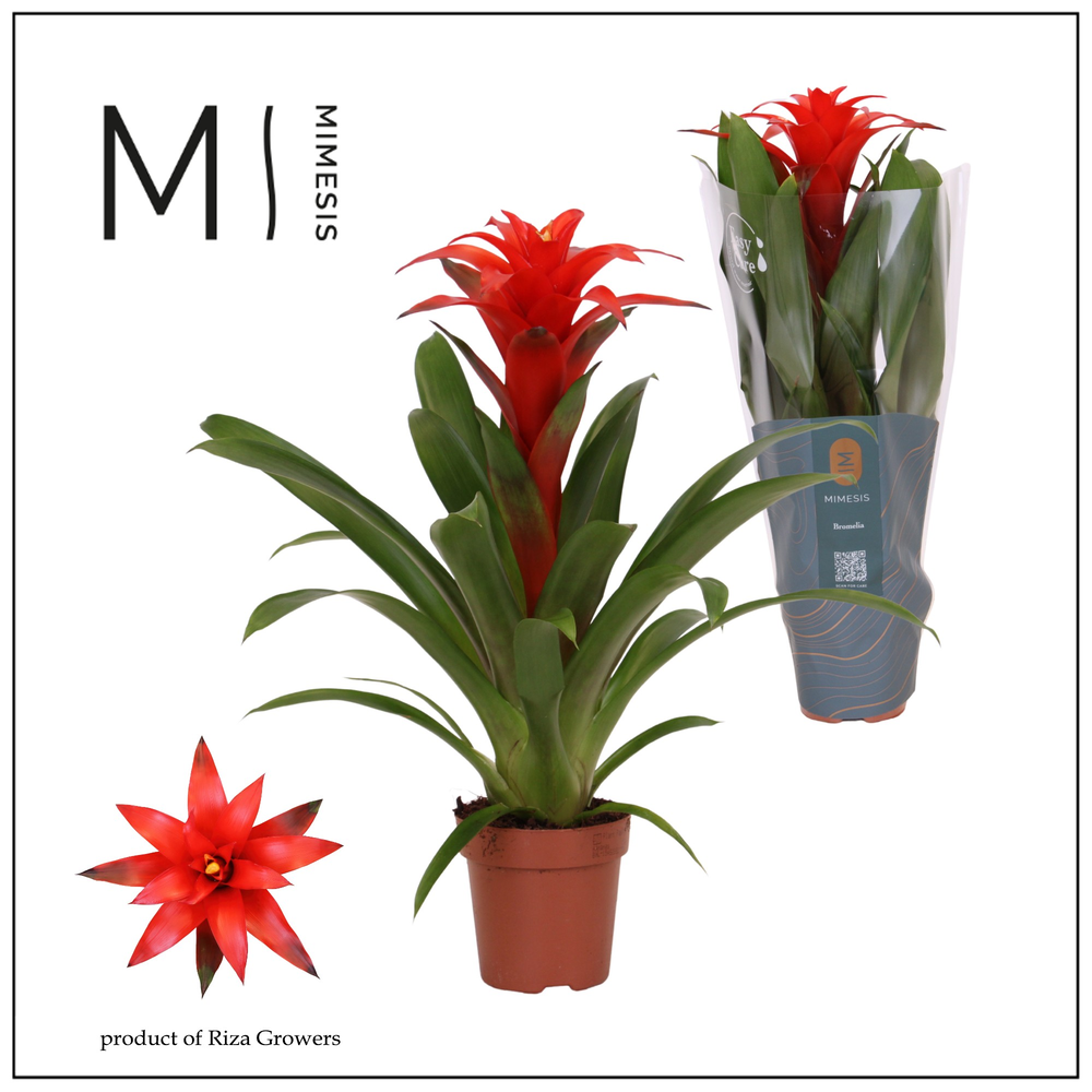 Guzmania Calypso.