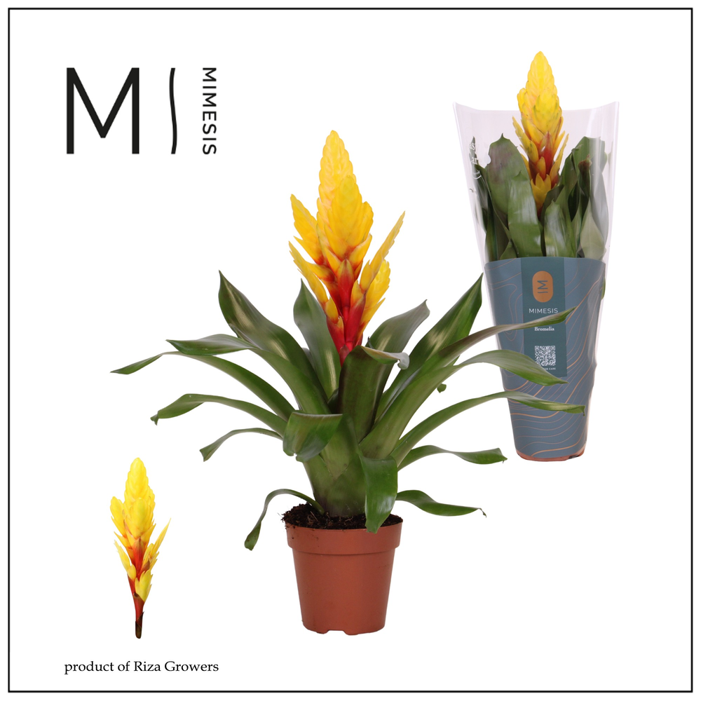 Mimesis Vriesea Intenso Yellow - 12 cm.