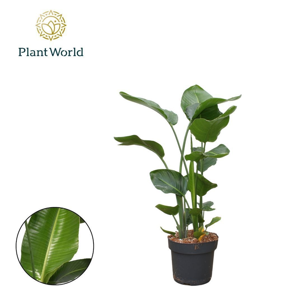 Strelitzia Nicolai 3 PP (zonder bloem) P24 100-120.