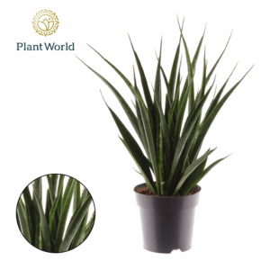 Sansevieria kirkii 'Friends'.