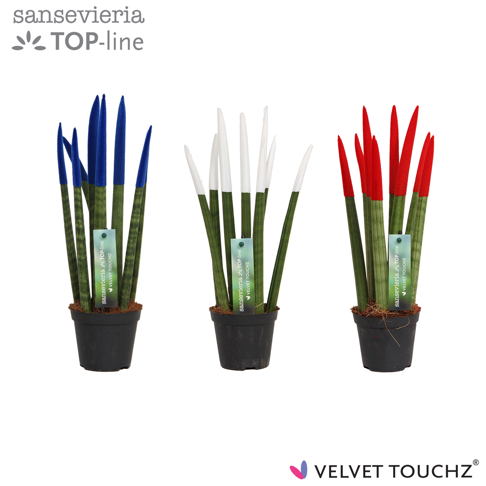 Sansevieria VELVET TOUCHZ® Mix Frankrijk.