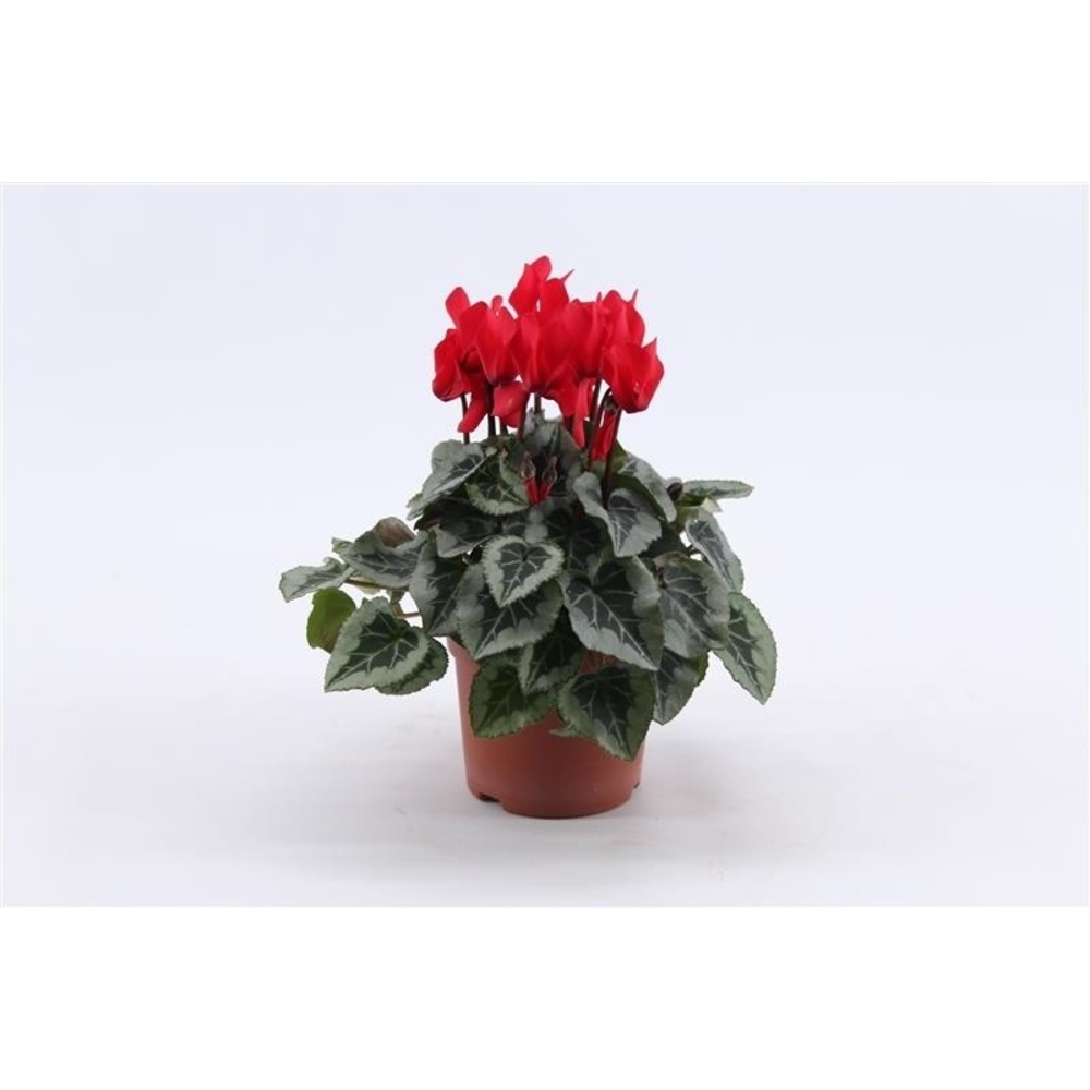 Cyclaam Super Serie Picasso Red.