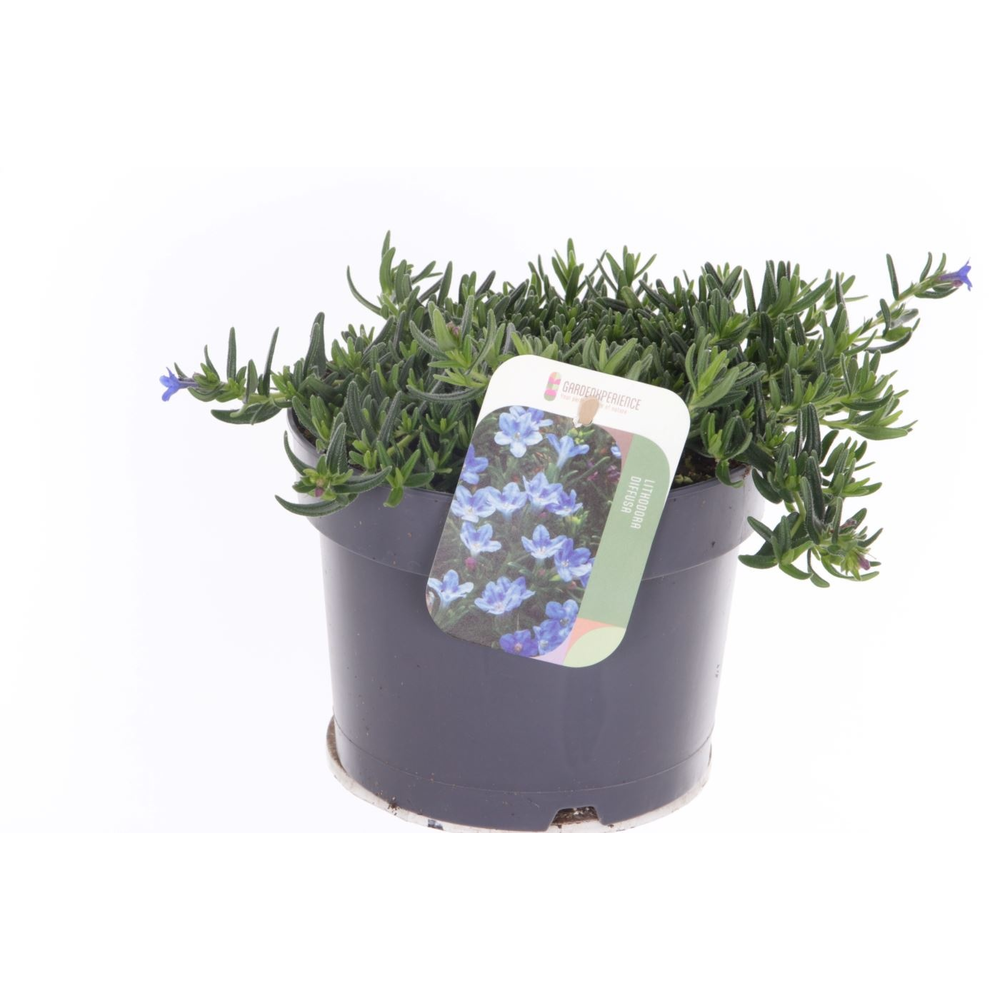 Lithodora diffusa Grace Ward.