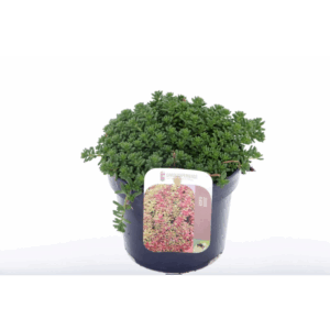 Sedum album Coral Carpet.