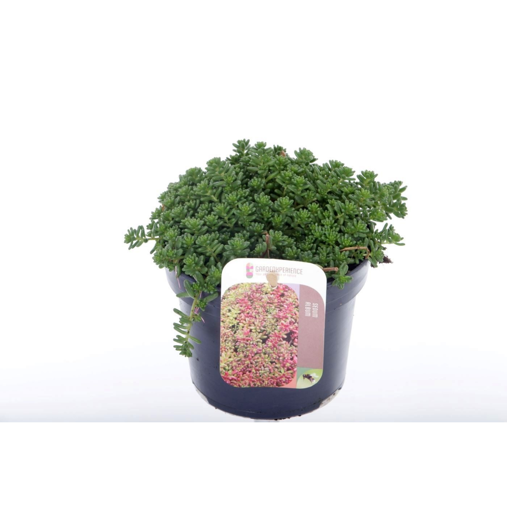 Sedum album Coral Carpet.