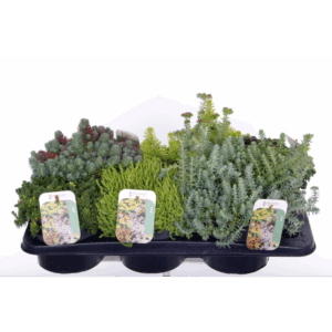 Sedum mix in tray.