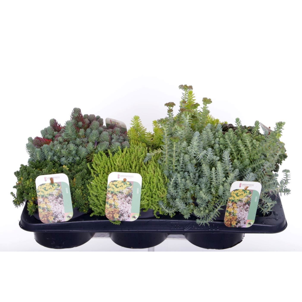 Sedum mix in tray.