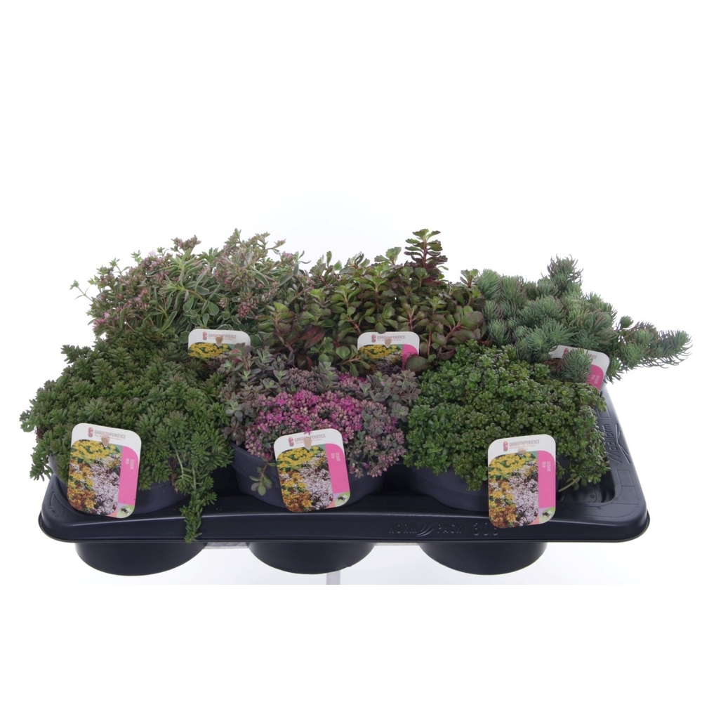 Sedum mix in tray.