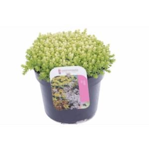 Sedum acre.