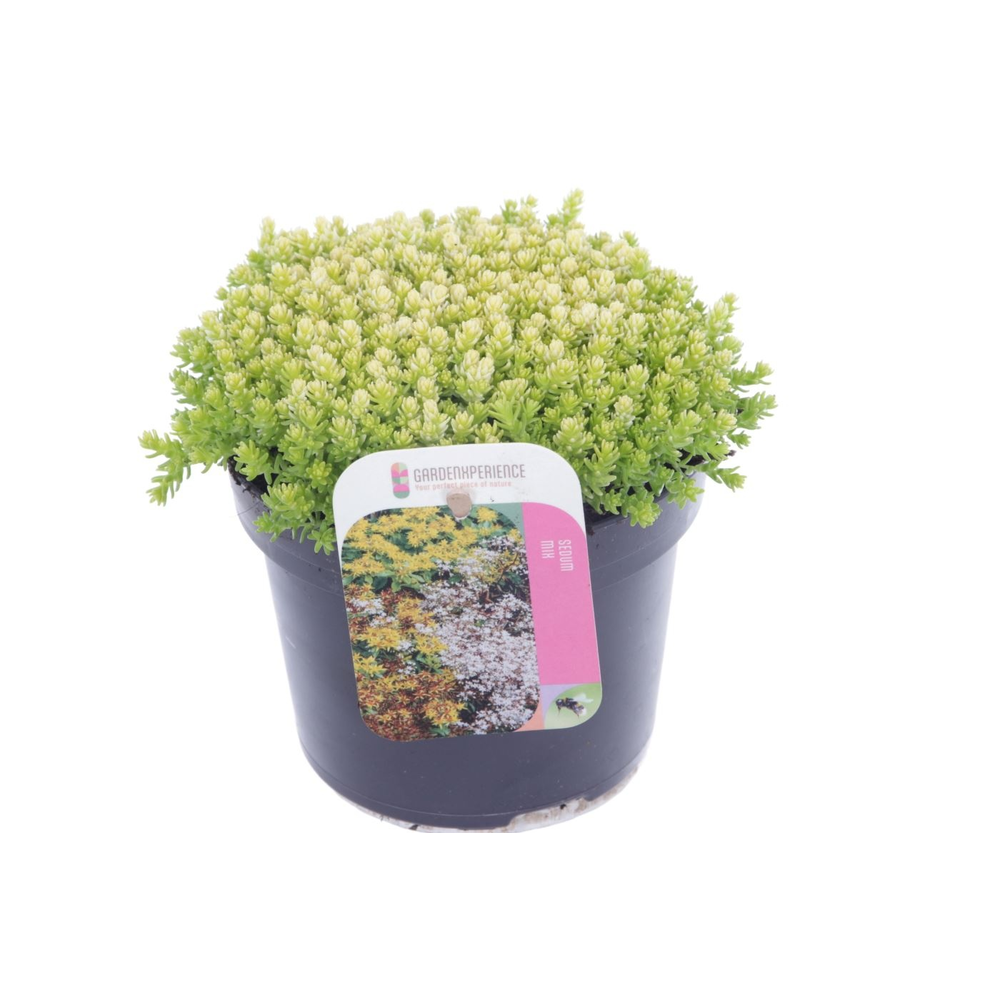 Sedum acre.
