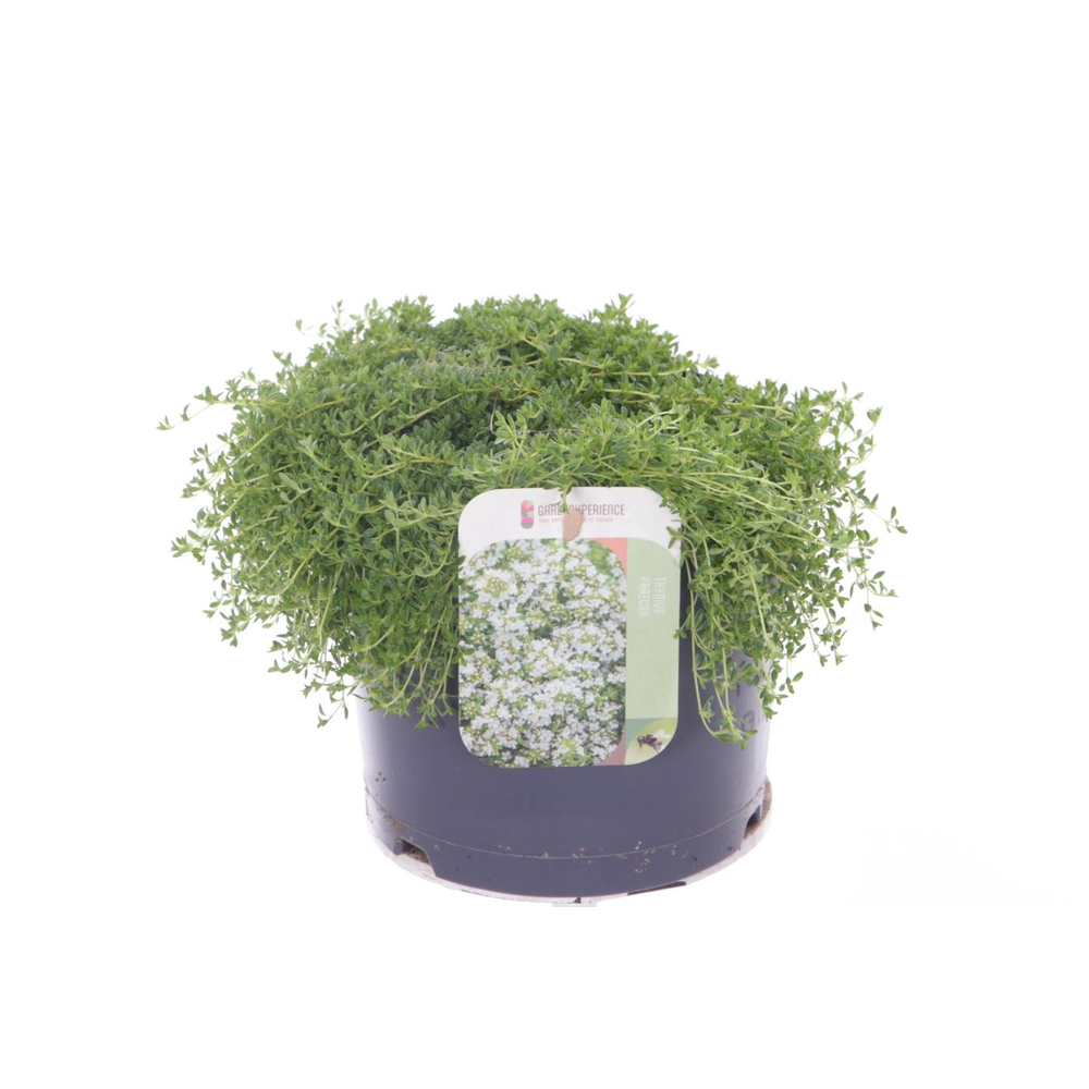 Thymus praecox Albiflorus.