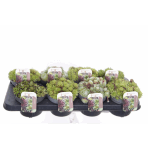 Sempervivum gemengd.