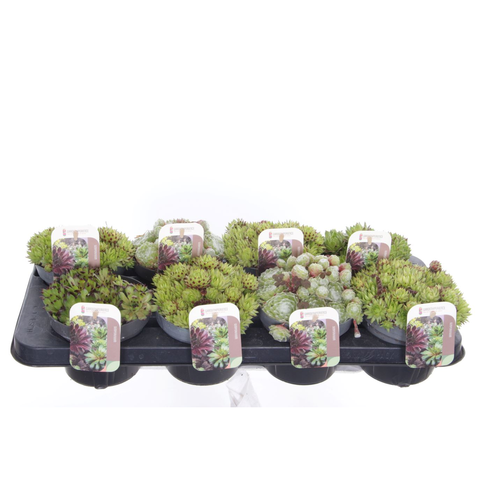 Sempervivum gemengd.