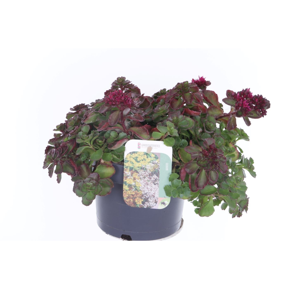 Sedum spurium Purple winter.