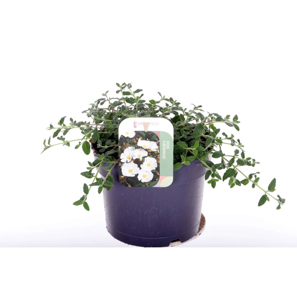 Cistus obtusifolius.
