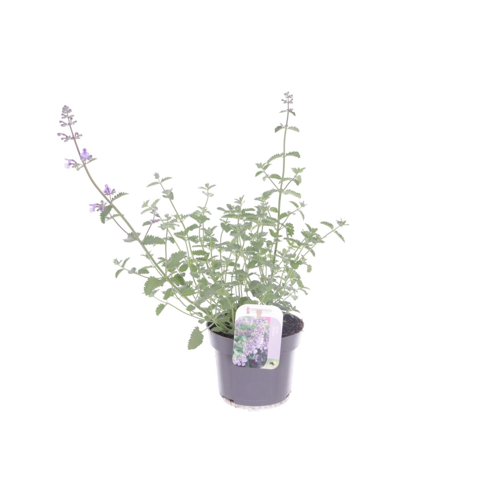 Nepeta faassenii.