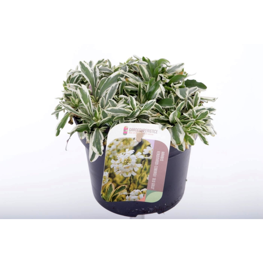 Arabis f-c Old Gold.