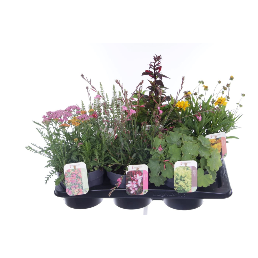 Vaste planten mix in tray.