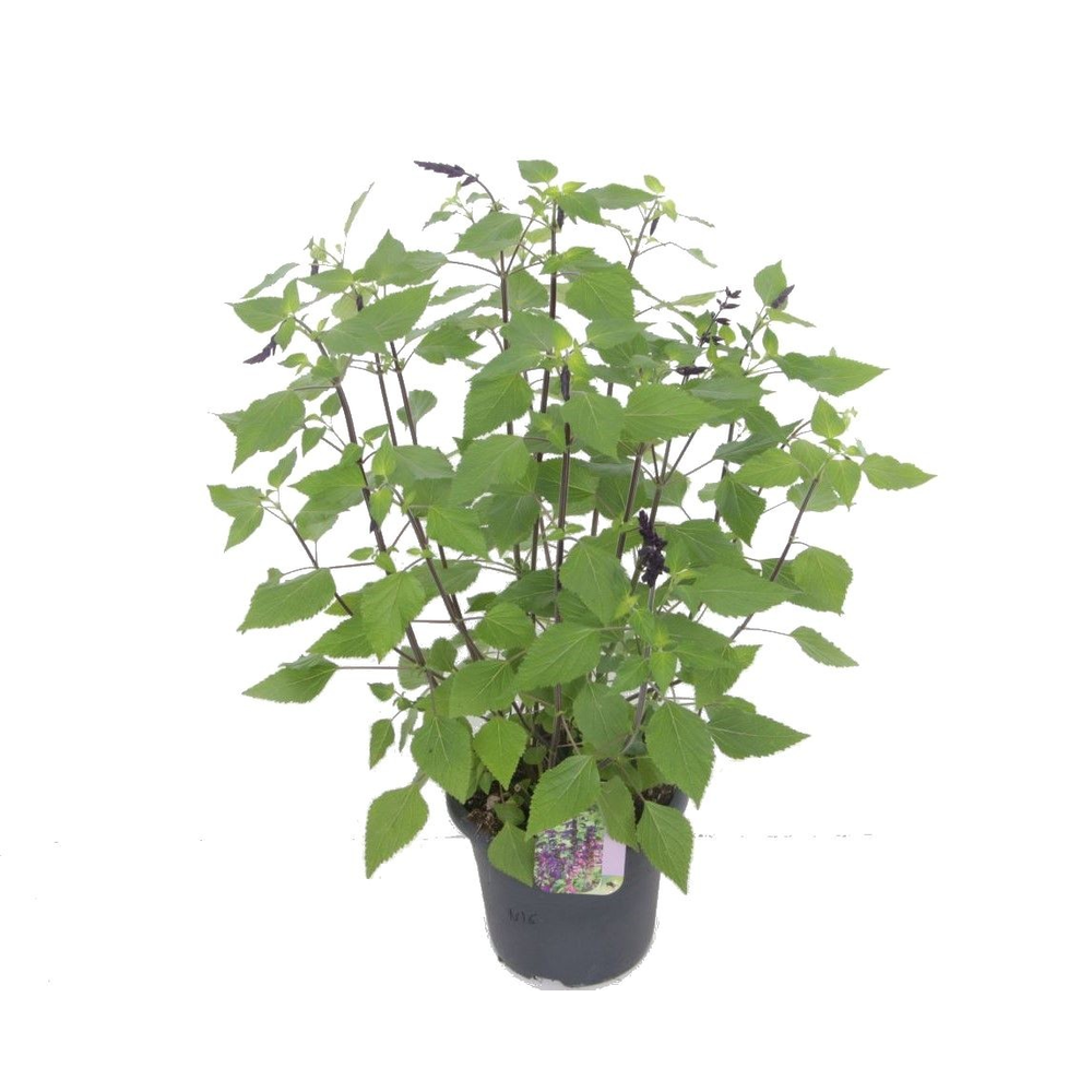 Salvia hybr. Black & Bloom.
