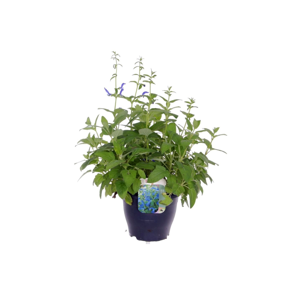 Salvia patens Patio Dark Blue.