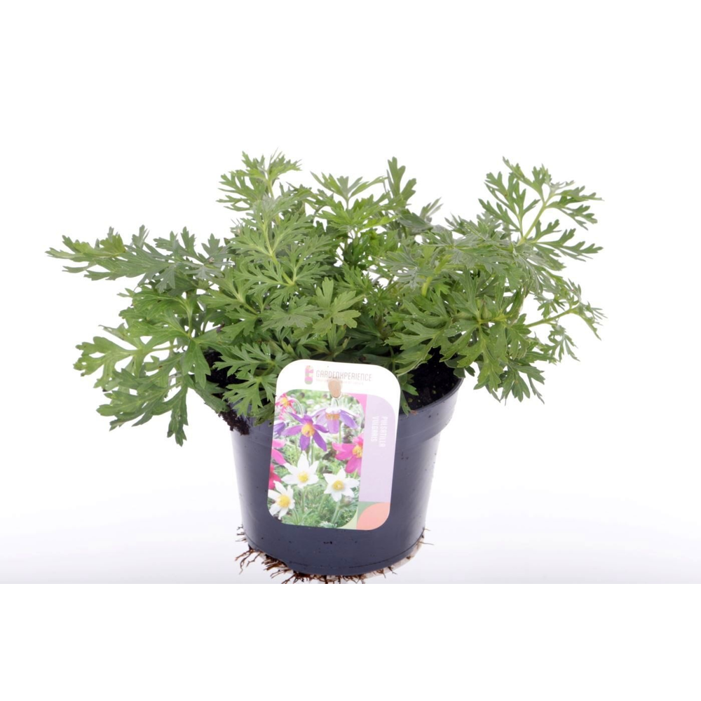 Pulsatilla vulgaris.