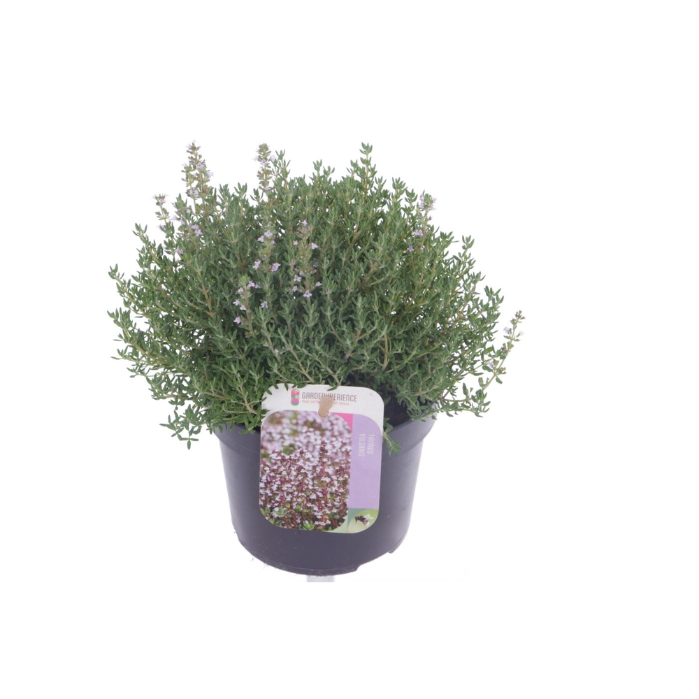 Thymus vulgaris Precompa.