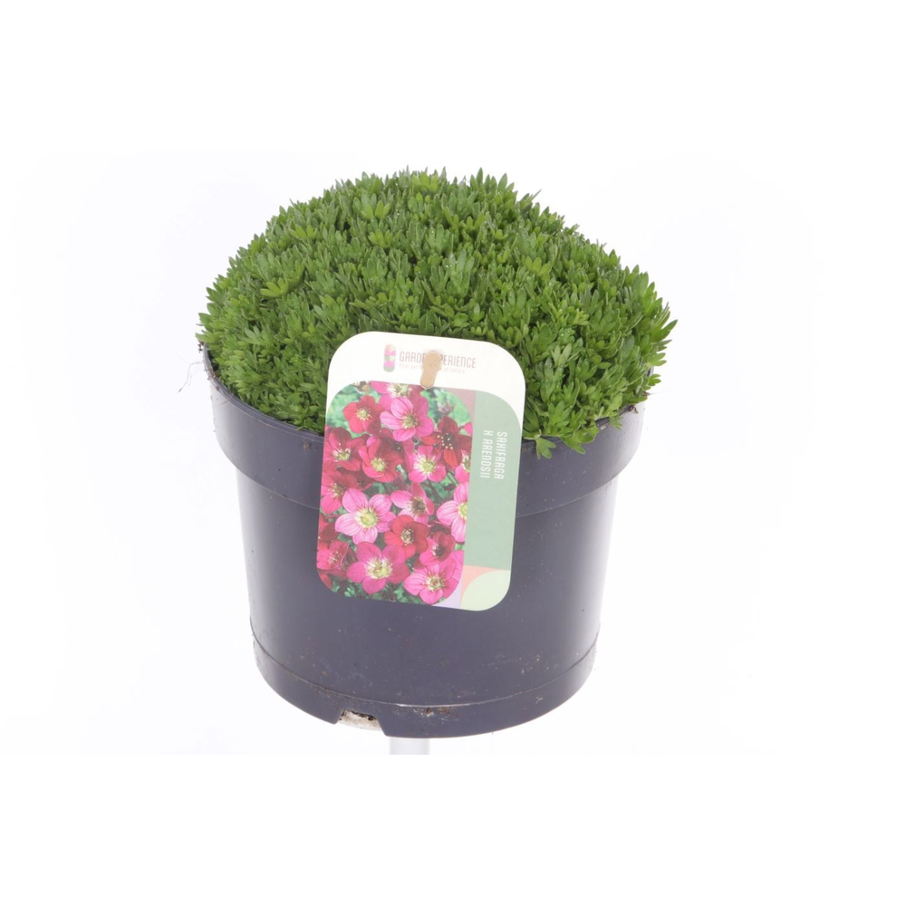 Saxifraga Touran Deep Red.